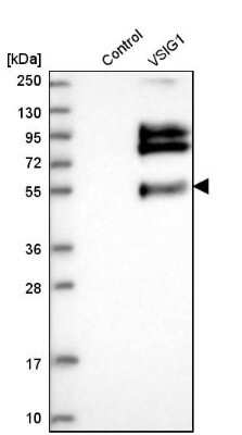 <b>Orthogonal Strategies Validation. </b>Western Blot: VSIG1 Antibody [NBP1-81074] - Analysis in control (vector only transfected HEK293T lysate) and vSIG1 over-expression lysate (Co-expressed with a C-terminal myc-DDK tag (3.1 kDa) in mammalian HEK293T cells).