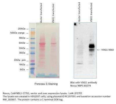 Western Blot: VSIG1 Overexpression Lysate (Native) [NBL1-17761] - VSIG1 expression in vector only transfected lysate (left) and VSIG1 over-expression lysate (right) using anti-VSIG1 antibody (Cat.# NBP1-81074). Image from verified customer review. 