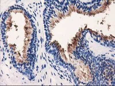 Immunohistochemistry-Paraffin VSIG2 Antibody (OTI2D8)