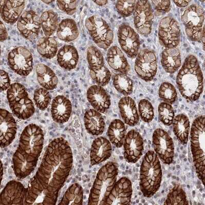 Immunohistochemistry-Paraffin: VSIG2 Antibody [NBP1-84338] - Staining of human stomach shows strong membranous positivity in glandular cells.