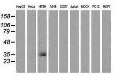 Western Blot: VSIG2 Antibody (OTI2D8) - Azide and BSA Free [NBP2-74858] - Analysis of extracts (35ug) from 9 different cell lines by using anti-VSIG2 monoclonal antibody (HepG2: human; HeLa: human; SVT2: mouse; A549: human; COS7: monkey; Jurkat: human; MDCK: canine; PC12: rat; MCF7: human).