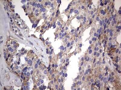Immunohistochemistry VSIG3/IGSF11 Antibody (OTI2H1) - Azide and BSA Free