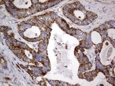 Immunohistochemistry VSIG3/IGSF11 Antibody (OTI2H1) - Azide and BSA Free