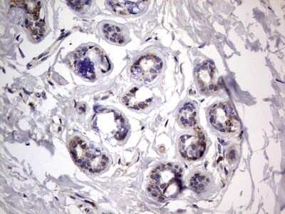 Immunohistochemistry: VSIG3/IGSF11 Antibody (OTI2H1) - Azide and BSA Free [NBP2-74861] - Analysis of Human breast tissue.