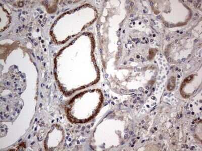 Immunohistochemistry: VSIG3/IGSF11 Antibody (OTI2H1) - Azide and BSA Free [NBP2-74861] - Analysis of Human Kidney tissue.