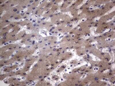 Immunohistochemistry: VSIG3/IGSF11 Antibody (OTI2H1) - Azide and BSA Free [NBP2-74861] - Analysis of Human liver tissue.