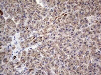 Immunohistochemistry: VSIG3/IGSF11 Antibody (OTI2H1) - Azide and BSA Free [NBP2-74861] - Analysis of Human pancreas tissue. Dilution: 1:150