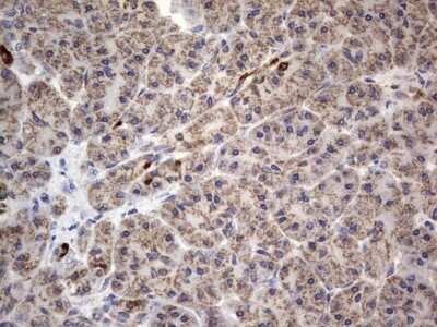 Immunohistochemistry: VSIG3/IGSF11 Antibody (OTI2H1) [NBP2-46046] - Analysis of Human pancreas tissue. Dilution: 1:150