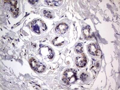 Immunohistochemistry: VSIG3/IGSF11 Antibody (OTI2H1) [NBP2-46046] - Analysis of Human breast tissue.