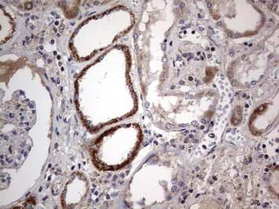 Immunohistochemistry: VSIG3/IGSF11 Antibody (OTI2H1) [NBP2-46046] - Analysis of Human Kidney tissue.