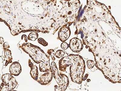 Immunohistochemistry-Paraffin: VSIG4 Antibody [NBP2-99947] - Immunochemical staining of human VSIG4 in human placenta with rabbit polyclonal antibody (1:1000, formalin-fixed paraffin embedded sections).