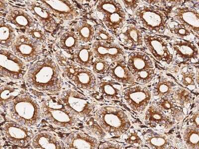 Immunohistochemistry-Paraffin: VSIG4 Antibody [NBP2-99947] - Immunochemical staining of human VSIG4 in human stomach with rabbit polyclonal antibody (1:1000, formalin-fixed paraffin embedded sections).