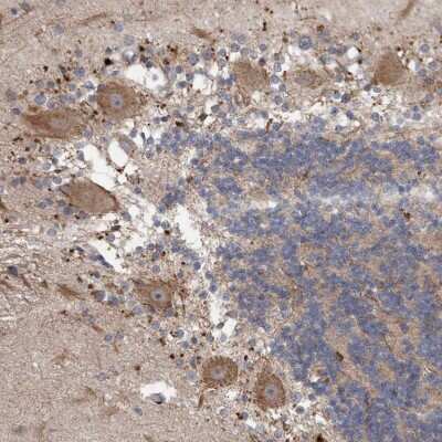 Immunohistochemistry-Paraffin VSIG8 Antibody - BSA Free