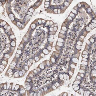 Immunohistochemistry-Paraffin VSIG8 Antibody - BSA Free