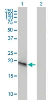 Western Blot: VSTM2L Antibody (3B9) [H00128434-M01] - Analysis of C20orf102 expression in transfected 293T cell line by C20orf102 monoclonal antibody (M01), clone 3B9.Lane 1: C20orf102 transfected lysate(22 KDa).Lane 2: Non-transfected lysate.