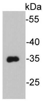 Western Blot: VSV-G Epitope Tag Antibody (E0-G7) [NBP2-66787] - Analysis on recombinant VSV-G-tag protein using anti-VSV-G-tag Mouse mAb.