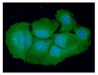 Immunocytochemistry/Immunofluorescence: VTA1 Antibody (14G10) [NBP2-59420] - Analysis of VTA1 in Hep3B cells line, stained with DAPI (Blue) for nucleus staining and monoclonal anti-human VTA1 antibody (1:100) with goat anti-mouse IgG-Alexa fluor 488 conjugate (Green).