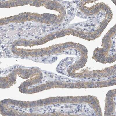 Immunohistochemistry-Paraffin: VTA1 Antibody [NBP1-86745] - Staining of human fallopian tube shows moderate cytoplasmic positivity in glandular cells.