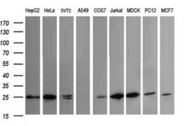 Western Blot: VTI1A Antibody (1F4) [NBP2-45413] - Analysis of extracts (35ug) from 9 different cell lines (HepG2: human; HeLa: human; SVT2: mouse; A549: human; COS7: monkey; Jurkat: human; MDCK: canine; PC12: rat; MCF7: human).