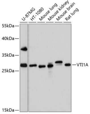 Western Blot: VTI1A Antibody [NBP2-93359] - Analysis of extracts of various cell lines, using VTI1A at 1:1000 dilution. Secondary antibody: HRP Goat Anti-Rabbit IgG (H+L) at 1:10000 dilution. Lysates/proteins: 25ug per lane. Blocking buffer: 3% nonfat dry milk in TBST. Detection: ECL Basic Kit . Exposure time: 90s.