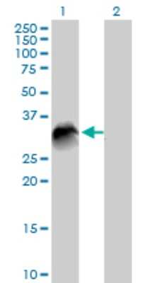Western Blot: VTI1B Antibody [H00010490-B01P] - Analysis of VTI1B expression in transfected 293T cell line by VTI1B polyclonal antibody.  Lane 1: VTI1B transfected lysate(25.63 KDa). Lane 2: Non-transfected lysate.