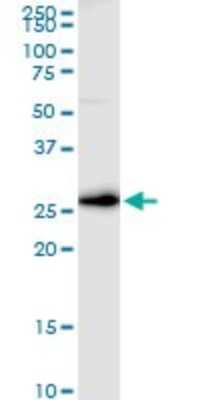 Western Blot: VTI1B Antibody [H00010490-D01P] - Analysis of VTI1B expression in Raw 264.7.