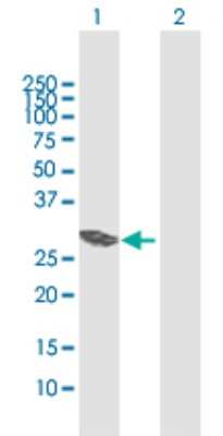 Western Blot: VTI1B Antibody [H00010490-D01P] - Analysis of VTI1B expression in transfected 293T cell line by VTI1B polyclonal antibody.Lane 1: VTI1B transfected lysate(25.63 KDa).Lane 2: Non-transfected lysate.
