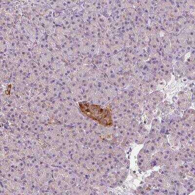 Immunohistochemistry-Paraffin: VWA5B2 Antibody [NBP2-38918] - Staining of human pancreas shows strong cytoplasmic positivity in islets of Langerhans .