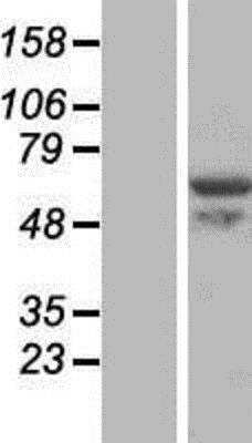 Western Blot: VWA9 Overexpression Lysate (Native) [NBP2-06178] - VWA9 Overexpression Lysate (Native) Left-Empty vector transfected control cell lysate (HEK293 cell lysate); Right -Over-expression Lysate for C15orf44.