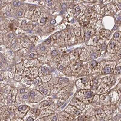 Immunohistochemistry-Paraffin: Brorin/VWC2 Antibody [NBP2-33745] -  Staining of liver.