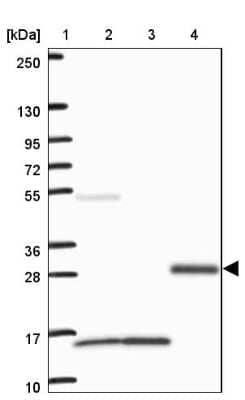 Western Blot: Brorin/VWC2 Antibody [NBP2-33745] - Lane 1: Marker  [kDa] 250, 130, 95, 72, 55, 36, 28, 17, 10.  Lane 2: Human cell line RT-4.  Lane 3: Human cell line U-251MG sp.  Lane 4: Human plasma (IgG/HSA depleted)