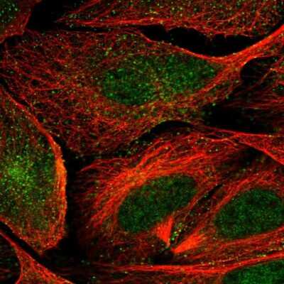 Immunocytochemistry/Immunofluorescence: VWCE Antibody [NBP2-30467] - Immunofluorescent staining of human cell line U-2 OS shows localization to nucleoplasm & vesicles.