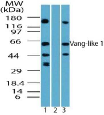 Western Blot: Vang-like Protein 1/VANGL1 Antibody [NBP2-24473] -  Analysis of VANGL1 in HCT-116 cell lysate in the 1) absence and 2) presence of immunizing peptide and 3) RAW using this antibody at 4.0 ug/ml.