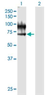 Western Blot: Vanin-1/VNN1 Antibody [H00008876-B01P] - Analysis of VNN1 expression in transfected 293T cell line by VNN1 polyclonal antibody.  Lane1:VNN1 transfected lysate(56.43 KDa). Lane2:Non-transfected lysate.