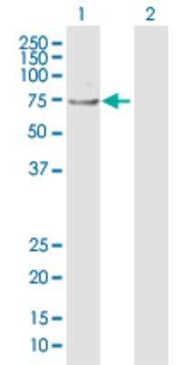 Western Blot: Vanin-1/VNN1 Antibody [H00008876-D01P] - Analysis of VNN1 expression in transfected 293T cell line by VNN1 polyclonal antibody.Lane 1: VNN1 transfected lysate(57.00 KDa).Lane 2: Non-transfected lysate.