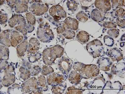 Immunohistochemistry-Paraffin: Vasohibin Antibody (4A3) [H00022846-M05] - Analysis of monoclonal antibody to VASH1 on formalin-fixed paraffin-embedded human salivary gland. Antibody concentration 3 ug/ml