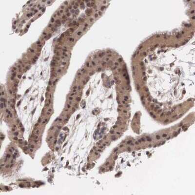 Immunohistochemistry-Paraffin Vasohibin Antibody - BSA Free