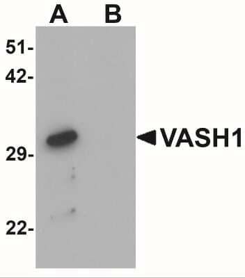 Western Blot Vasohibin Antibody - BSA Free