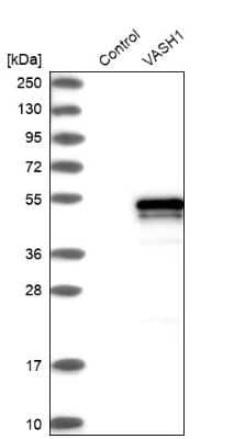 Western Blot Vasohibin Antibody - BSA Free