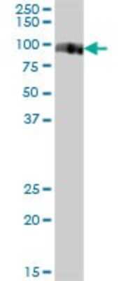 Western Blot: Vasorin/SLIT-like 2 Antibody [H00114990-B01P] - Analysis of VASN expression in human kidney.