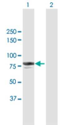 Western Blot: Vasorin/SLIT-like 2 Antibody [H00114990-B01P] - Analysis of VASN expression in transfected 293T cell line by VASN polyclonal antibody.  Lane 1: VASN transfected lysate(74.03 KDa). Lane 2: Non-transfected lysate.