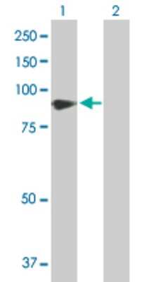 Western Blot: Vasorin/SLIT-like 2 Antibody [H00114990-D01P] - Analysis of VASN expression in transfected 293T cell line by VASN polyclonal antibody.Lane 1: VASN transfected lysate(71.70 KDa).Lane 2: Non-transfected lysate.