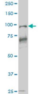 Western Blot: Vav-1 Antibody (1A6) [H00007409-M02] - VAV1 monoclonal antibody (M02), clone 1A6 Analysis of VAV1 expression in HL-60.