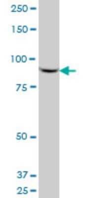 Western Blot: Vav-1 Antibody (2C11) [H00007409-M03] - Analysis of VAV1 expression in Jurkat (Cat # L017V1).