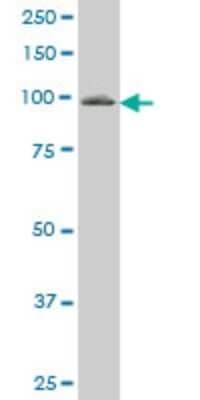 Western Blot: Vav-1 Antibody (3A11) [H00007409-M04] - Analysis of VAV1 expression in Jurkat (Cat # L017V1).