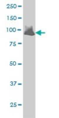 Western Blot: Vav-1 Antibody (9C1) [H00007409-M01] - VAV1 monoclonal antibody (M01), clone 9C1 Analysis of VAV1 expression in Jurkat.
