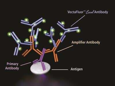 VectaFluor(TM) Excel Amp. anti-Mouse IgG DL488 Ab Kit [DK-2488-NB]