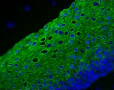 Immunofluorescence VectaFluor(TM) Excel Amp. anti-Mouse IgG DL488 Ab Kit