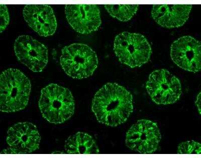 Immunofluorescence: VectaFluor(TM) Excel Amp. anti-Rabbit IgG DL488 Ab Kit [DK-1488-NB] - Colon: Cytokeratin detected with VectaFluor Excel Amplified Kit, Anti-Rabbit IgG, DyLight 488 (green). Mounted in VECTASHIELD(R) HardSet(TM)Antifade Mounting Medium.