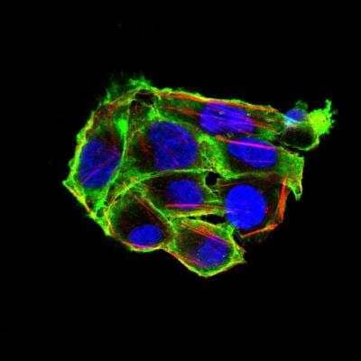 Immunocytochemistry/Immunofluorescence: Villin 1 Antibody (3E5G11) [NBP2-52585] - Analysis of Hela cells using VIL1 mouse mAb (green). Blue: DRAQ5 fluorescent DNA dye. Red: Actin filaments have been labeled with Alexa Fluor- 555 phalloidin.